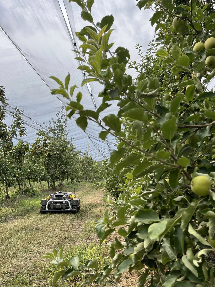Maston in de boomgaard van Botta Farms