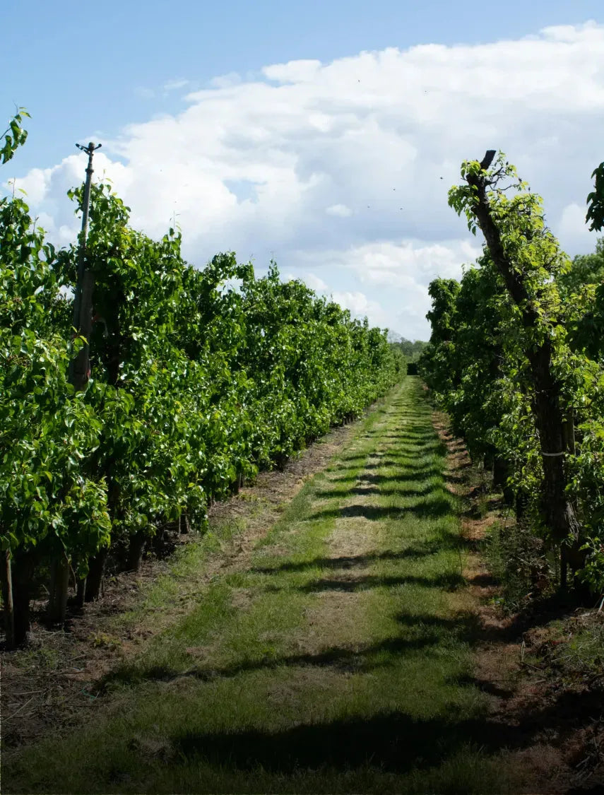 Wijngaardlandschap